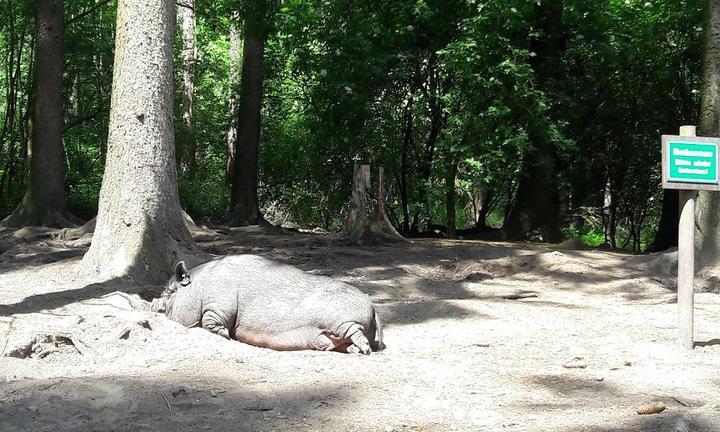 Wildpark-Restaurant Schwarze Berge